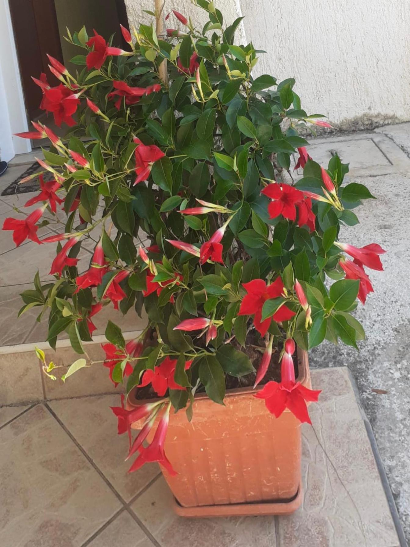 Vila Druzijanic Brist Dış mekan fotoğraf